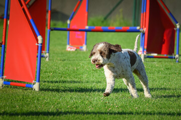 Dog is jumping over the hurdles.  Amazing day on czech agility privat training