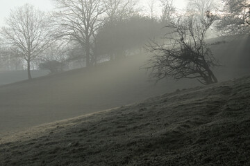Obraz premium Misty spring meadow with the trees at sunrise