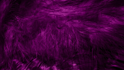 purple hawk feathers with visible detail. background or texture