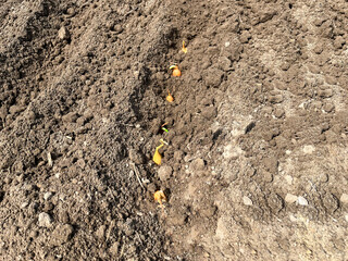 Planting onions in the ground in an agricultural field