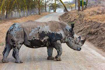 Fototapeta premium White dirty rhinoceros crosses road