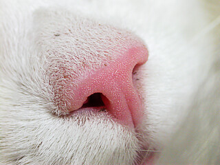 Nose Leather, Cat