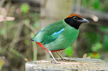 It is another species of pitta that has a green color and a red ass, similar to wearing red pants. It seeks for life in the dense forests and moves by jumping rather than flying.