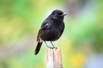 
Pied Bushchat. It is a small insect-catching bird found in fields or general farms. On the inside of the wings there are white circles on both hips, but the flaps of the wings are completely black.