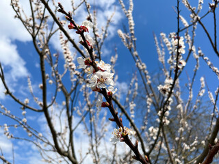 The common apricot (Latin Prunus armeniaca) is a fruit tree, a species from the Apricot (Armeniaca) section of the Plum genus (Prunus) of the Rosaceae family