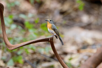 The female Tickell's Blue Flycatcher is a whitish-gray color with a distinct orange chest.