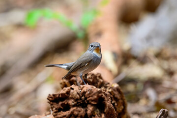 Taiga Flycatcher is another insect catching bird which is small and chases insects on the ground. During the breeding season the neck is gray but when the breeding season the neck will turn orange.