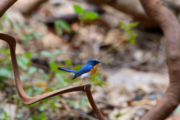 
Tickell's Blue Flycatcher is a small, colorful flycatcher. It likes to eat worms and fly to catch insects in sparse forests. Males are more colorful than females.
