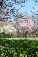 Fototapeta premium Sunny Alley of Bucharest City Park During Pink Cherry Tree Blossom, Beautiful Spring Season, Outdoor Travel Background