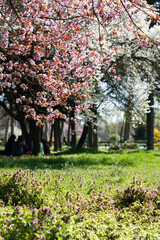 Sunny Alley of Bucharest City Park During Pink Cherry Tree Blossom, Beautiful Spring Season,...
