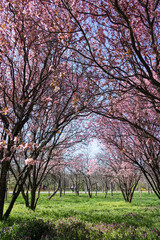 Fototapeta na wymiar Sunny Alley of Bucharest City Park During Pink Cherry Tree Blossom, Beautiful Spring Season, Outdoor Travel Background