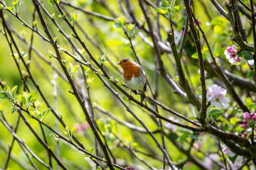 A robin perched on a branch of a blossom tree, with a shallow depth of field