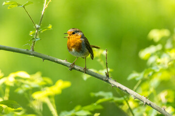Robin perched on a branch with a nice bokeh