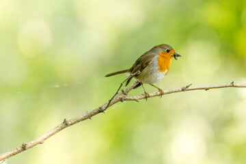 Robin perched on a branch with a nice bokeh