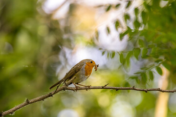 Robin perched on a branch with a nice bokeh