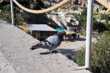 pigeon on the fence