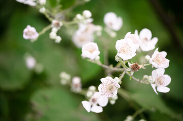 White blackberry flowers blooming closeup