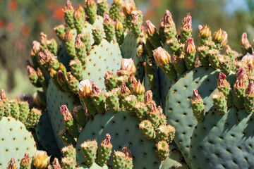 Prickly pear cactus blooming flowers in the spring southwest sonoran deserts of Phoenix, Arizona.