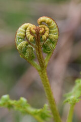 Macro image of an emerging fern on Bodmin Moor Cornwall