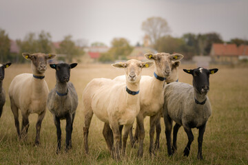 border collie is herding sheep in nature. Working happy border collie.