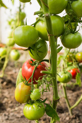 Red and green eco tomatoes plants organic growing. Healthy food concept. First farm harvest