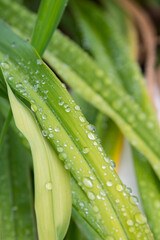 Hojas y gotas de agua en un jard&iacute;n
