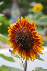 Girasol de tonos naranjas
