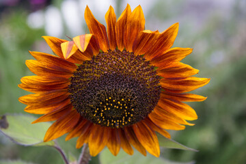 Primer plano de flor de girasol