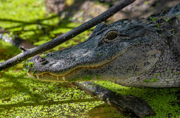 alligator in the swamp