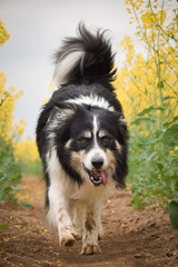 Obraz premium Border collie is running in yellow colza. He is running for his breader