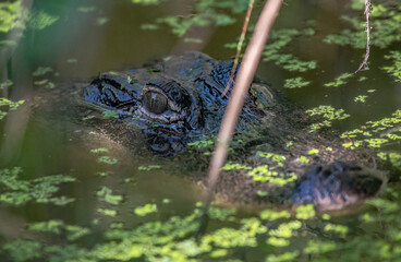alligator in the pond