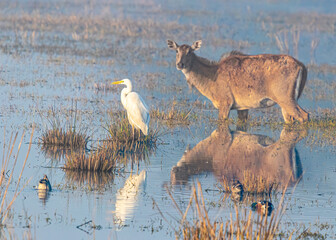 A greater Egret with a blue bull in lake