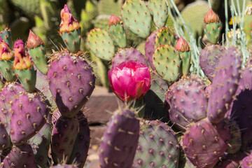 Prickly pear cactus blooming flowers in the spring southwest sonoran deserts of Phoenix, Arizona.