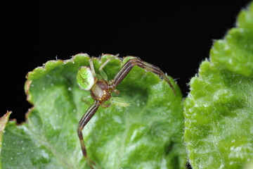 A spider with a hunted aphid on a green leaf. Spiders are natural enemies of many plant pests.