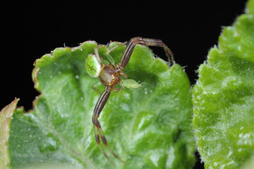 A spider with a hunted aphid on a green leaf. Spiders are natural enemies of many plant pests.
