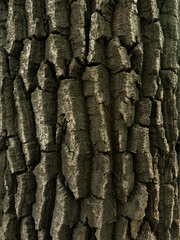bark of a tree