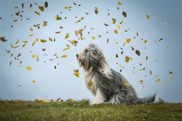 Obraz premium Bearded collie is sitting in nature. Autumn photoshooting in nature with leaves.