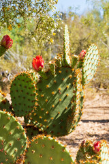 Prickly pear cactus blooming flowers in the spring southwest sonoran deserts of Phoenix, Arizona.