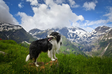 Portrait of border collie is standing in austria nature near to glossglockner.