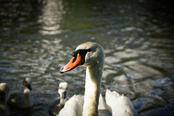 White swan flock in summer water. Swans in water. White swans. Beautiful white swans floating on the water. swans in search of food. selective focus.