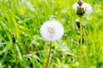 White dandelion flowers in green grass. Fluffy dandelions in the green meadow grass on a sunny morning. Dandelion in the grass. Spring mood. Selective focus.