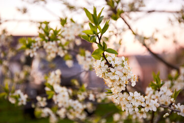 Beautiful flowering cherry. Blurred background with white flowers in a spring day. Macro. Nature wallpaper. Fruit garden tree care. Springtime. Copy space. Closeup. Blooming season. Gentle flavor