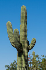 Saguaro cactus in the springtime in the southwest sonoran deserts of Phoenix, Arizona.