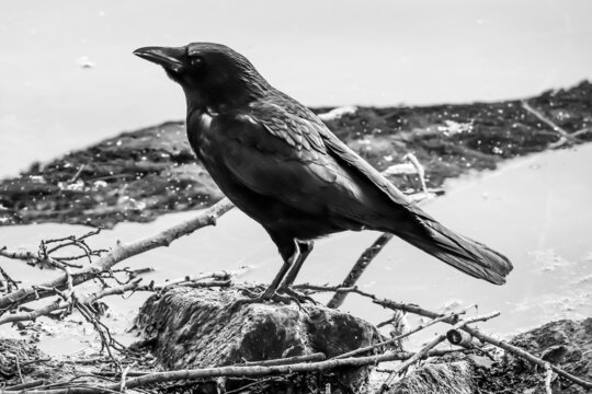 Raven on the stone at lake, black white picture