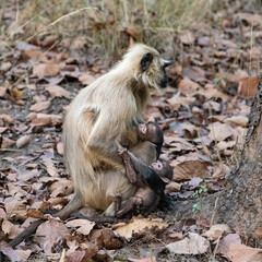 Gray langurs, mother with two babies monkeys, India, Madhya Pradesh 
