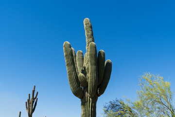 Saguaro cactus in the springtime in the southwest sonoran deserts of Phoenix, Arizona. © blstock