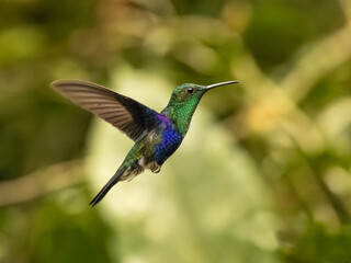 Fototapeta na wymiar Crowned Woodnymph Hummingbird in Ecuador