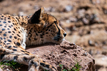 Panter Asiatische Leopard