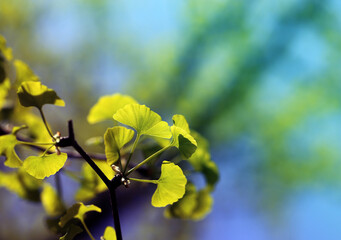 Green leaves in spring
