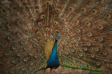 Paw, ptak, pawi ogon, pawie oko, pawie pióro, królewski ptak © Marcin